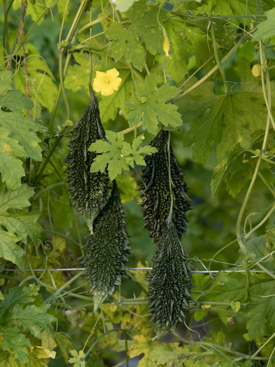 Field photo