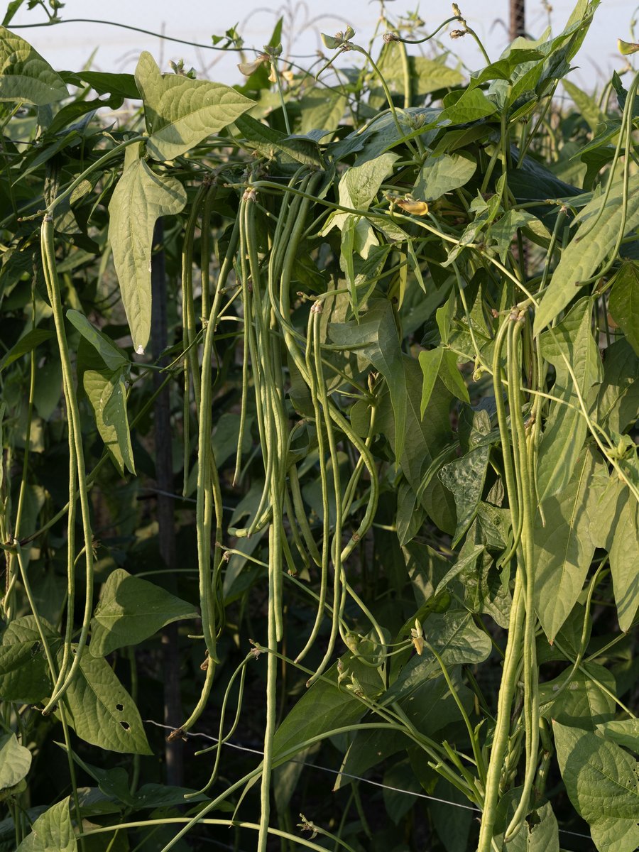 Field photo