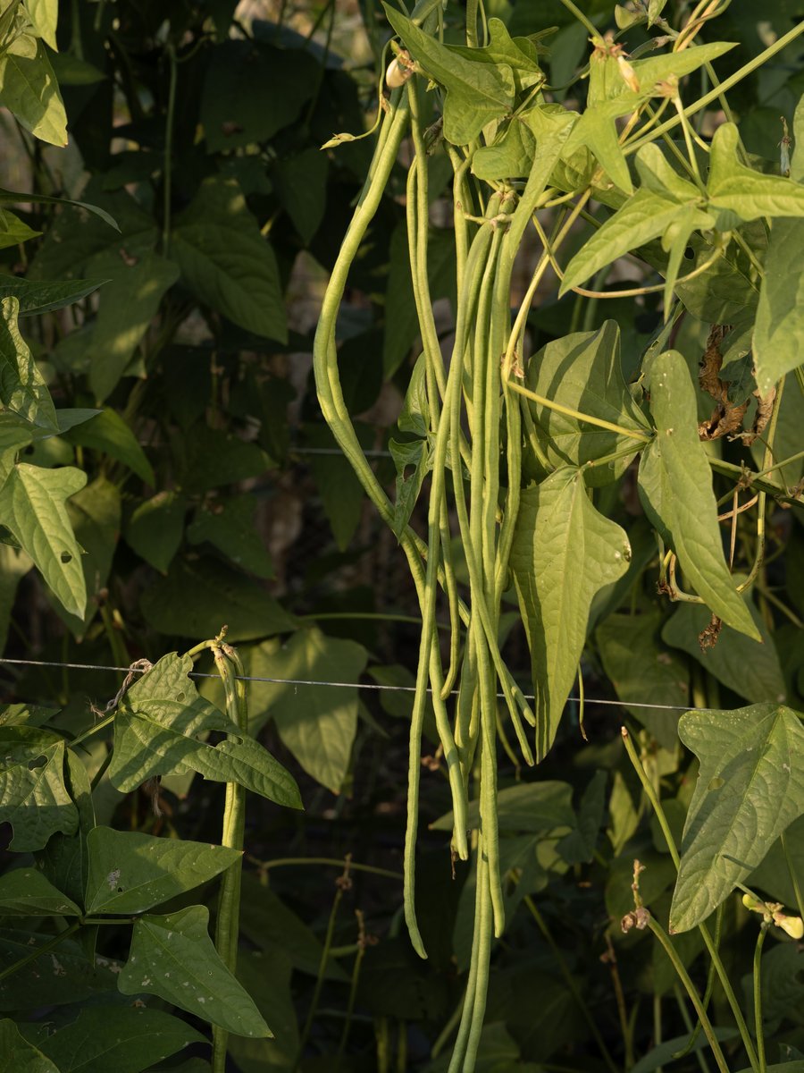 Field photo