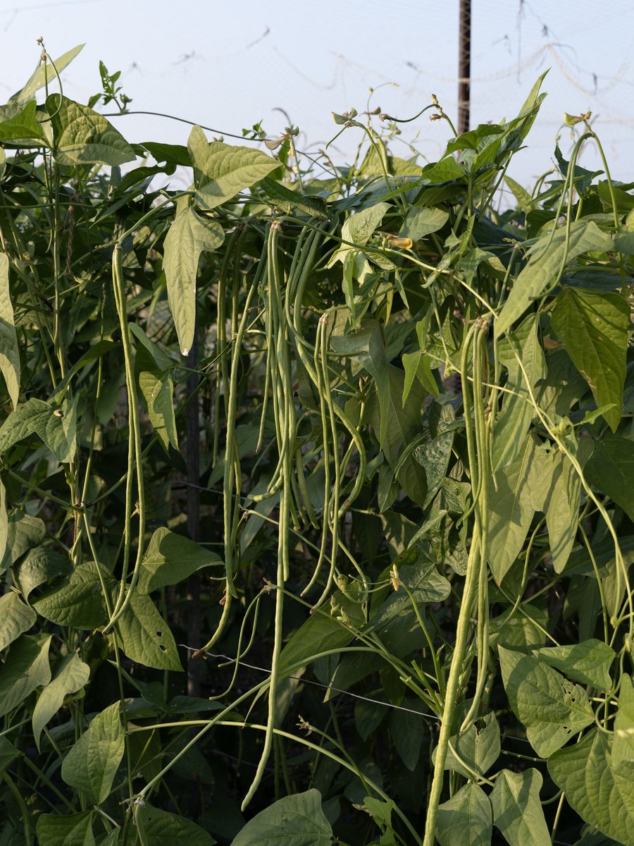 Field photo
